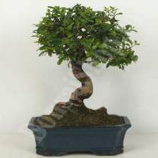 Fukien tea